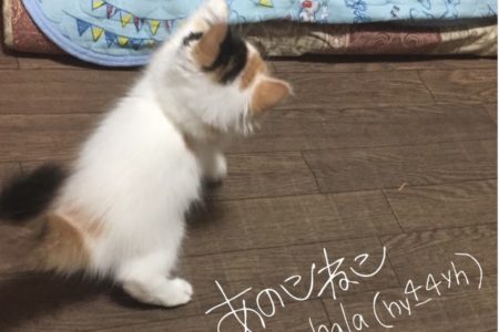 7月22日海の日に『chanchala』ソロ曲配信リリース決定！！